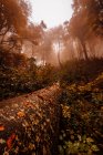 Tronco caído en un bosque otoñal con colores rojos entre niebla - foto de stock