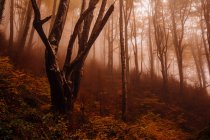 Bosque con colores otoñales entre niebla - foto de stock