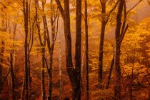 Foresta con colori autunnali tra nebbia — Foto stock