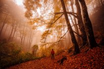 Людина в лісі з осінніми кольорами серед туману — стокове фото