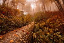 Tronco caído en un bosque otoñal con colores rojos entre niebla - foto de stock