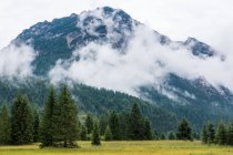 Immergrüne geheimnisvolle Bäume im grasbewachsenen Tal am Fuße der Berge ertrinken im Nebel unter Wolken in Österreich — Stockfoto