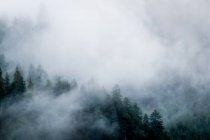 Von oben immergrüner geheimnisvoller Wald, der auf steinigen Bergen im Nebel in Österreich wächst — Stockfoto