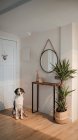 Obbediente cane proprietario mancante nel corridoio appartamento — Foto stock