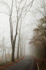 Estrada vazia na nebulosa floresta de outono — Fotografia de Stock