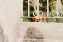 Curious dog looking through metal fence — Stock Photo