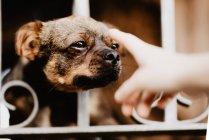 Любопытная собака смотрит сквозь металлический забор — стоковое фото