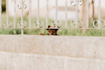 Chien curieux regardant à travers une clôture métallique — Photo de stock