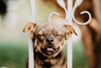Любопытная собака смотрит сквозь металлический забор — стоковое фото