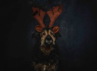 Pequeño perro en divertido traje de Navidad - foto de stock