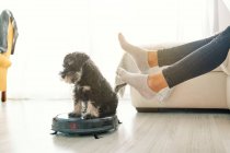 Cute puppy sitting on round black robotic vacuum cleaner while crop woman sitting on sofa in light room with laminate floor — Stock Photo