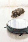 Top view of cute little dog sleeping on light wooden floor next to pet friendly robotic vacuum cleaner — Stock Photo