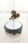 Top view of cute little dog lying down on light wooden floor next to pet friendly robotic vacuum cleaner — Stock Photo