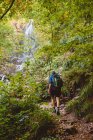 Visão traseira da mulher andando com mochila perto de cachoeira na floresta no dia de verão — Fotografia de Stock