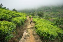 Visão traseira da mulher em roupas casuais desfrutando de caminhar na estrada rural no campo de chá Haputale no Sri Lanka — Fotografia de Stock