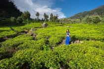 Donna allegra in abiti tradizionali blu guardando la fotocamera mentre in piedi su prati di tè in Haputale in Sri Lanka — Foto stock