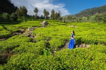 Fröhliche Frau in blauer traditioneller Kleidung schaut weg, während sie auf Teewiesen in Haputale in sir lana steht — Stockfoto
