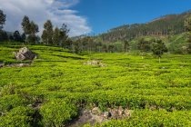Vue panoramique de merveilleux champs de thé vert à Haputale au Sri Lanka — Photo de stock
