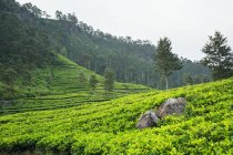 Vista panorámica de los maravillosos campos de té verde en Haputale en Sri Lanka - foto de stock