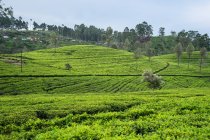 Vista panoramica di meravigliosi campi di tè verde in Haputale in Sri Lanka — Foto stock