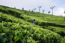 Cheerful woman in blue traditional clothes looking away while standing on tea meadows in Haputale in Sri Lanka — Stock Photo