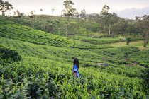 Back view of woman in blue traditional clothes looking away while standing on tea meadows in Haputale in Sri Lanka — Stock Photo