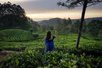 Back view of woman in blue traditional clothes looking away while standing on tea meadows in Haputale in Sri Lanka — Stock Photo