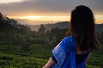 Vista trasera de la mujer en sari azul mirando al pintoresco atardecer mientras está de pie en los campos de té en Haputale en Sri Lanka - foto de stock