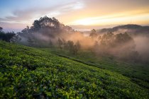 Сценический вид чудесного туманного утра на зеленых чайных полях в Хапутале в Шри-Ланке — стоковое фото
