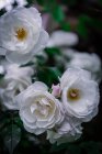 Weiche weiße Rosen in Großaufnahme — Stockfoto