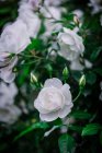 Gros plan roses blanches douces — Photo de stock