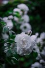Крупный план мягкие белые розы — стоковое фото