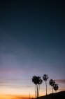Silhouette von Palmen im Abendsonnenuntergang am Strand — Stockfoto