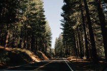 Marcato strada cavalcando lungo foresta sempre verde — Foto stock