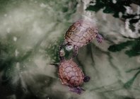 De cima de duas tartarugas nadando em água limpa de lago calmo na natureza — Fotografia de Stock
