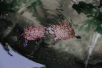 Сверху две черепахи купаются в чистой воде спокойного озера на природе — стоковое фото