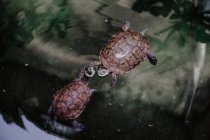 Von oben zwei Schildkröten, die im sauberen Wasser des ruhigen Sees in der Natur schwimmen — Stockfoto