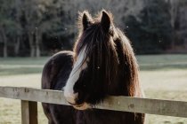 Домашній коричневий кінь, що стоїть за парканом на майданчику на сільській ранчо — стокове фото