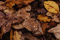 Крупним планом опале листя з краплями води після дощу в осінньому лісі — стокове фото