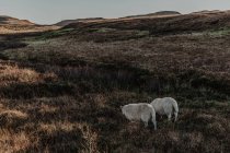 Вид сзади спокойной белой овцы, стоящей в сельской местности на фоне гор на рассвете — стоковое фото