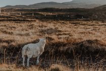 Visão traseira de ovelhas brancas calmas em pé no campo contra montanhas ao nascer do sol — Fotografia de Stock