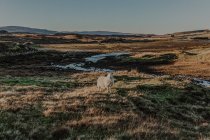 Pecora in piedi in campagna prato erboso contro le montagne — Foto stock