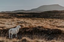 Vista posteriore di pecore bianche calme in piedi in campagna contro le montagne all'alba — Foto stock