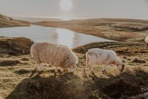 Вівці пасуться на траві в сільській місцевості проти гір біля невеликого озера — стокове фото