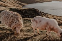 Pâturage de moutons sur herbe à la campagne contre les montagnes près d'un petit lac — Photo de stock