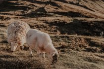 Овцы пасутся на зеленой траве в горах. — стоковое фото