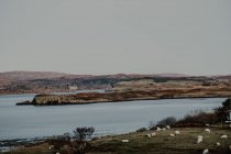 Paesaggio sereno di fiume trasparente di valle di montagna e pecore bianche al pascolo sulla riva — Foto stock