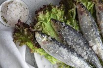 De arriba preparado la caballa salada servida sobre las hojas de la ensalada con los pedazos de la sal marina en el plato sobre el fondo blanco - foto de stock