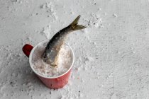 Tail of sardine in plate with salt — Stock Photo