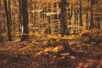 Волшебный пейзаж золотой осенней листвы деревьев в лесу — стоковое фото